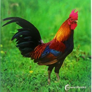 Animales de granja NOWORDBOOKS SCP
