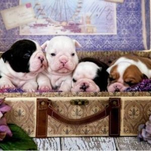 PUZZLE CACHORROS 500 PIEZAS