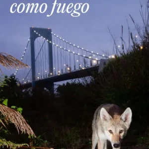 Volverán como fuego L. Rubio, Ayesha 2026