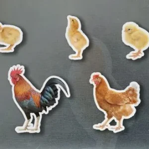 Magnéticos familia gallinas AA.VV.